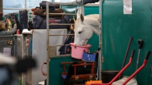 Den Pferden geht es bei den Amadeus Horse Indoors in ihren Boxen, die sich in einer Halle ...