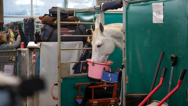 Den Pferden geht es bei den Amadeus Horse Indoors in ihren Boxen, die sich in einer Halle ...