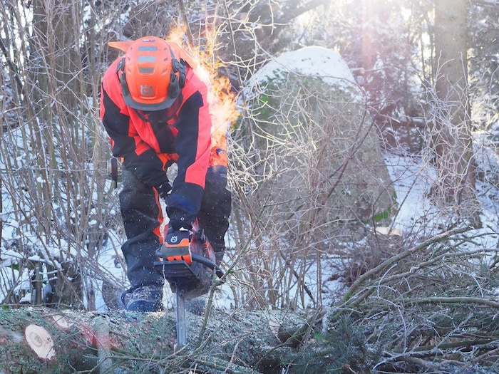 Waldhüter Blabensteiner bei der Vorarbeit für den Christbaumverkauf.