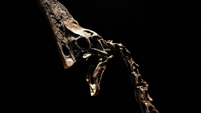 Das Dinoskelett ist 68 bis 66 Millionen Jahre alt.