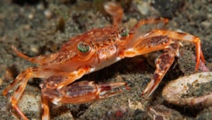 Auf der italienischen Insel Sizilien wurde erstmals ein Krebs nachgewiesen, der eigentlich im ...