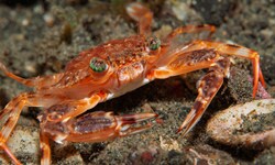 Auf der italienischen Insel Sizilien wurde erstmals ein Krebs nachgewiesen, der eigentlich im ...