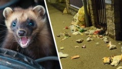 Marder oder Rowdy? Nachdem Familie S. regelmäßig Marderbesuch in ihrem Garten hat, ist die ...