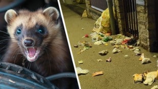 Marder oder Rowdy? Nachdem Familie S. regelmäßig Marderbesuch in ihrem Garten hat, ist die ...