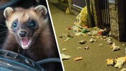 Marder oder Rowdy? Nachdem Familie S. regelmäßig Marderbesuch in ihrem Garten hat, ist die ...