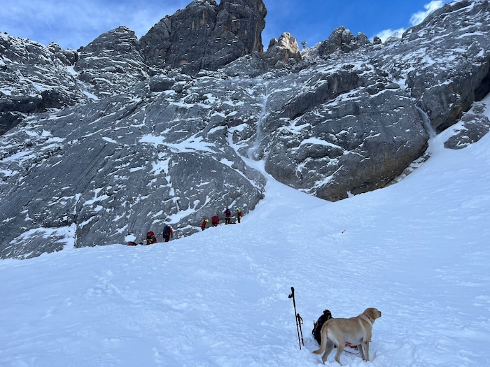 "Nessi" on the avalanche cone - the Labrador dog found the victim.