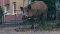 Wildschweine sind Allesfresser und gelten als sehr anpassungsfähig (Symbolbild).