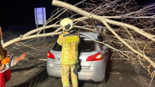 Es war wohl das Werk eines Bibers.