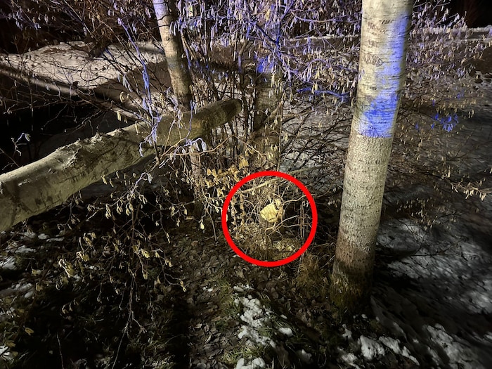 Der abgenagte Baumstamm.