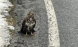 Der verletzte Mäusebussard am Straßenrand. Dank den Polizisten geht es ihm wieder gut.
