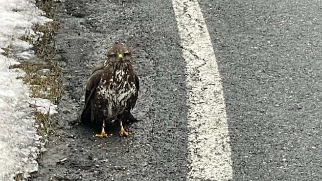 Der verletzte Mäusebussard am Straßenrand. Dank den Polizisten geht es ihm wieder gut.