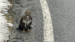 Der verletzte Mäusebussard am Straßenrand. Dank den Polizisten geht es ihm wieder gut.