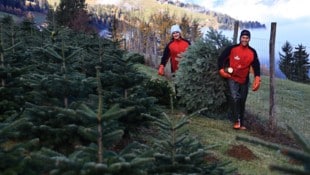 Johannes Astner vom Gasteighof in Reith im Alpbachtal produziert jährlich Tausende Christbäume. ...
