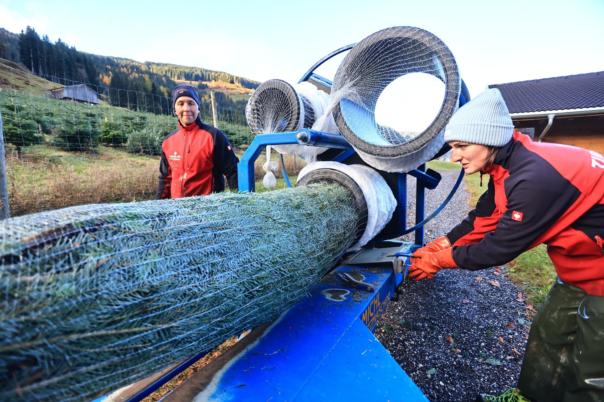 Nach dem Fällen wird der Baum möglichst eng in ein Netz gepackt, damit er die Feuchtigkeit ...