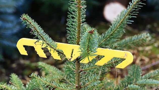 In Bayern wollte eine Frau ihren Christbaum über den Balkon entsorgen, dieser traf jedoch eine ...