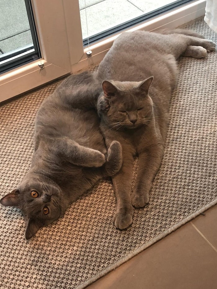 „Barney“ und „Cäsar“ werden in der Tierklinik Parndorf aufgepäppelt.