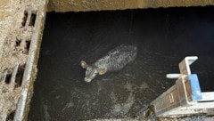 Das Kalb in der Güllegrube wartete geduldig auf die Helfer