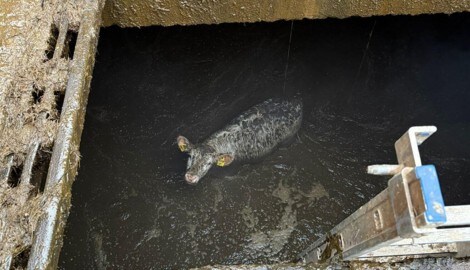 Das Kalb in der Güllegrube wartete geduldig auf die Helfer
