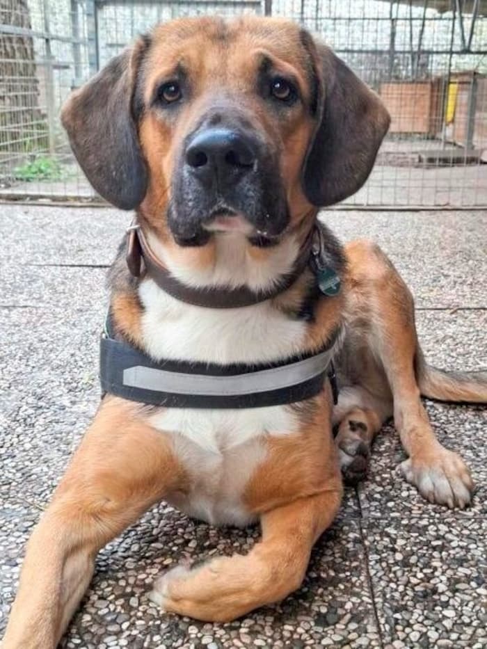 Bertl ist ein richtiger Herzensbrecher