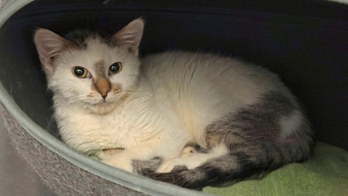 Kater Olaf sucht liebevollen Katzenfreund