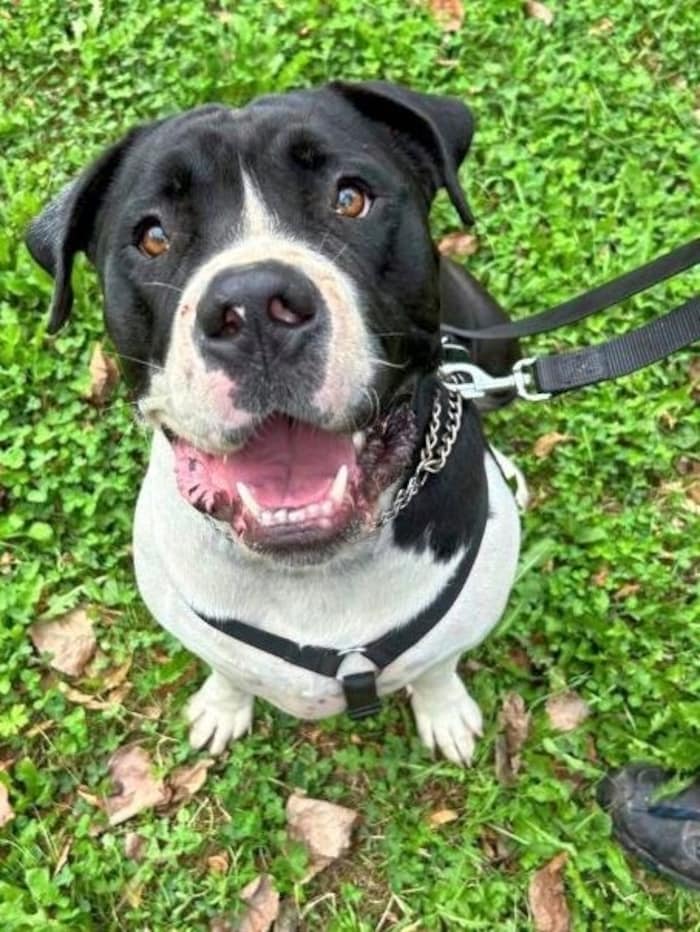 Wartet sehnsüchtig auf neues Zuhause: Eddie