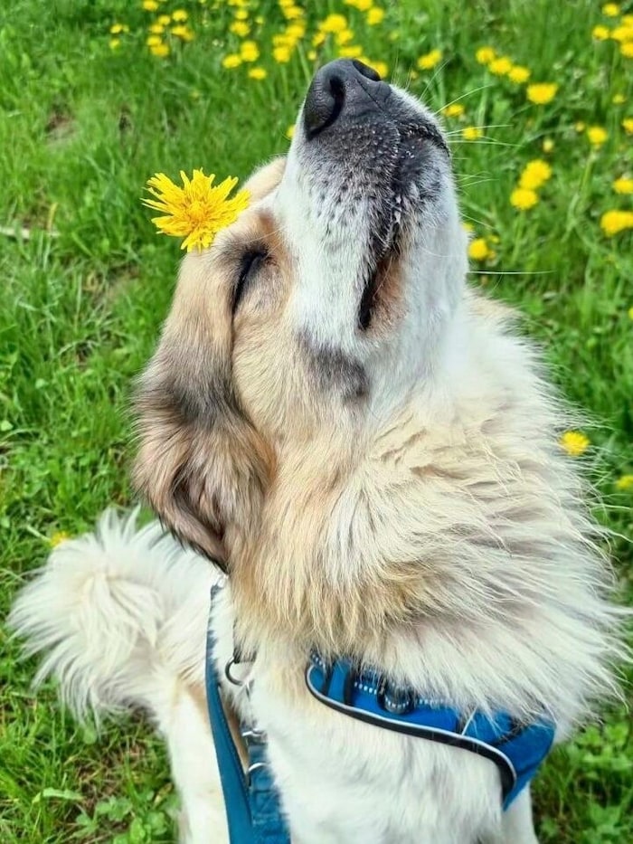 Sehr wachsam und lieb: Lenny