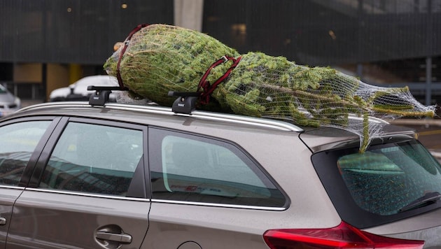 Demnächst steht in vielen Haushalten der Christbaumkauf an.