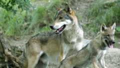 Ein toter Wolf wurde in Oberösterreich gefunden. (Symbolfoto)