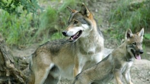 Christof Birbaumer Am Sonntag wurde der zwölfte „Risikowolf“ in Hermagor verordnungskonform erlegt