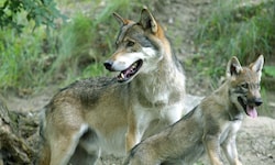 Ein toter Wolf wurde in Oberösterreich gefunden. (Symbolfoto)