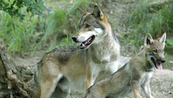 Ein toter Wolf wurde in Oberösterreich gefunden. (Symbolfoto)