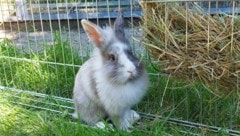Eine deutsche Influencerin setzte die Kaninchen ihrer Kinder eiskalt aus. (Symboldbild)