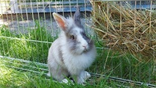 Eine deutsche Influencerin setzte die Kaninchen ihrer Kinder eiskalt aus. (Symboldbild)