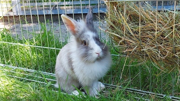 Eine deutsche Influencerin setzte die Kaninchen ihrer Kinder eiskalt aus. (Symboldbild)