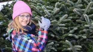 Peter Tomschi Einen schönen Baum zu finden, ist nicht das Ende vom (Weihnachts)lied.