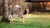 Ein Schäferhund (Symbolbild) soll die 26-Jährige attackiert haben.