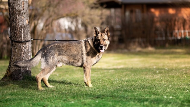 Ein Schäferhund (Symbolbild) soll die 26-Jährige attackiert haben.