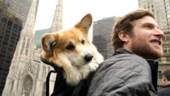 Dieser Mann wird oft mit Hund im Rucksack in New York gesichtet.