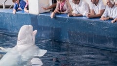 In China hat ein Belugawal einen Mann angespritzt, der neben dem Becken geraucht hat. Er wurde ...