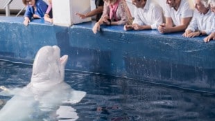 In China hat ein Belugawal einen Mann angespritzt, der neben dem Becken geraucht hat. Er wurde ...