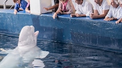 In China hat ein Belugawal einen Mann angespritzt, der neben dem Becken geraucht hat. Er wurde ...