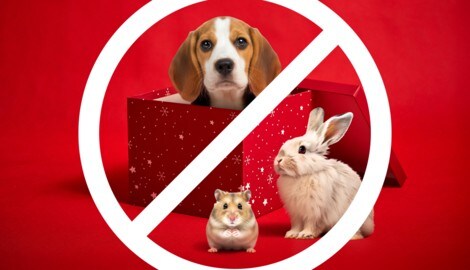 Keine schöne Bescherung für Vierbeiner. 