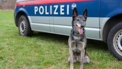 Auch Diensthundestreifen kamen zum Einsatz (Symbolbild).