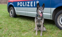 Auch Diensthundestreifen kamen zum Einsatz (Symbolbild).