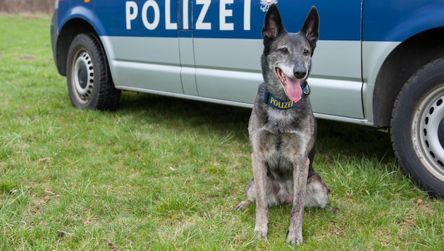 Auch Diensthundestreifen kamen zum Einsatz (Symbolbild).