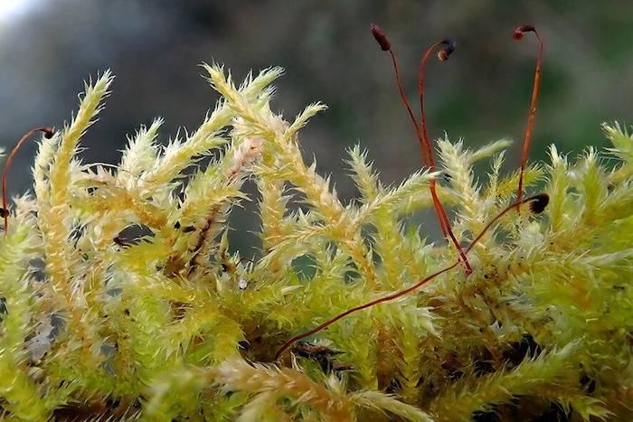 Die Pazifische Leuchterflechte.
