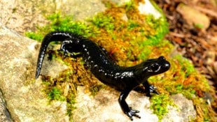 Der Alpensalamander wird „Lurch des Jahres“. 