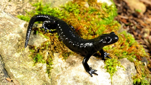 Der Alpensalamander wird „Lurch des Jahres“.
