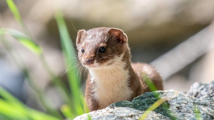 Niedlich, flink und zum offiziellen „Tier des Jahres“ gewählt: das Mauswiesel.