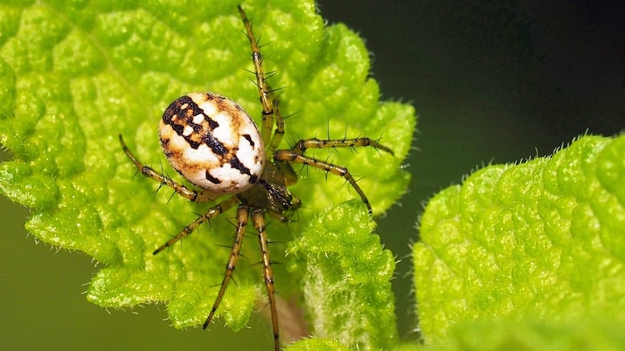 Die Streifenkreuzspinne, Spinne des Jahres 2026.